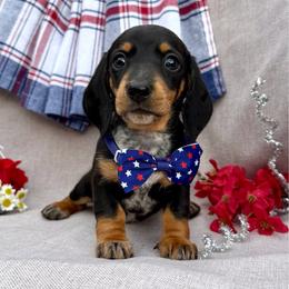 Louise - Black and tan female Dachshund puppy in Michigan from Hidden Haven Dachshunds