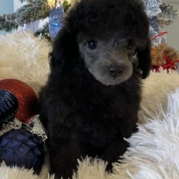 Nickel - Silver male Poodle puppy in Fairburn, Georgia from The Real Dog Breeders of Atlanta (peachy poodles)