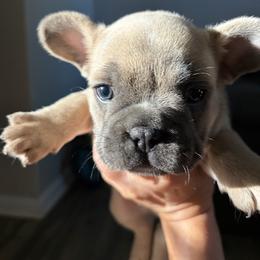 Robin - Blue male French Bulldog puppy in Cincinnati, Ohio from Fancy Lil Frenchies