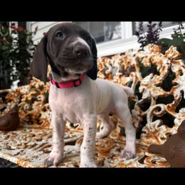 Maple - White and liver female German Shorthaired Pointer puppy in Macclenny, Florida from Dillon's GSPs