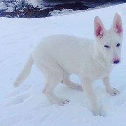 German Shepherds from Lisa Woosley's German Shepherds