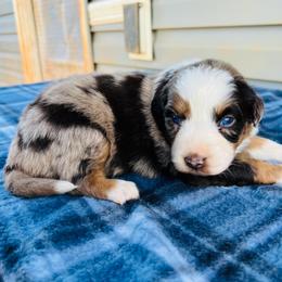 Aspen - Red merle female Australian Shepherd puppy in Charlotte, North Carolina from Awesome Aussies