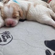 Cavachon Puppies from Brooke Erhard
