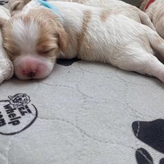 Cavachon Puppies from Brooke Erhard