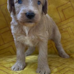 Aussiedoodles, Dachshunds, and Pomeranians from Gracie's Puppies