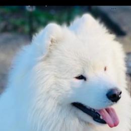 Drago - Samoyed