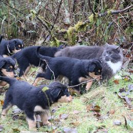 English Shepherd Puppies from Boarstead English Shepherds