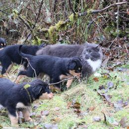 English Shepherd Puppies from Boarstead English Shepherds