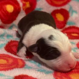 Male 5 Dot - White and red male Border Collie puppy in Roanoke, Virginia from Romestar performance K9
