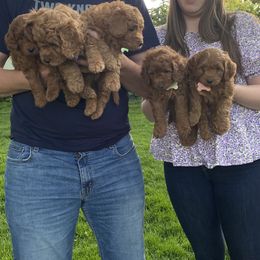 Cavapoo, Goldendoodle, and Poodle Puppies from Diamond Companions