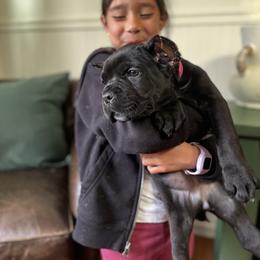 Hot pink - Black female Cane Corso puppy in Norwalk, California from Gaxx Corsos