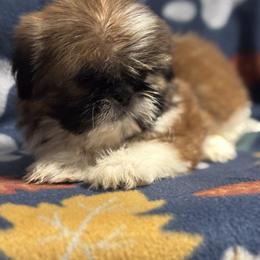 Chili - Red and white male Shih Tzu puppy in Sharon, Pennsylvania from Keystone Danes and Shih tzus