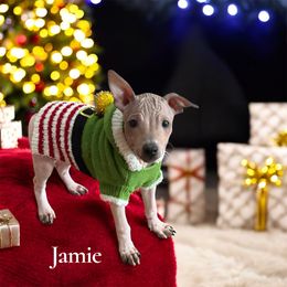 Jamie - Red and white male American Hairless Terrier puppy in Buckingham, Illinois from Gaus Hof