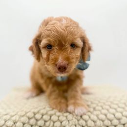 Shepherd - Apricot male Goldendoodle puppy in North Carolina from Tuxedo Mountain Doodles