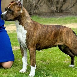 Pixie - American Staffordshire Terrier
