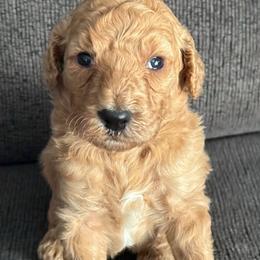 Puppy - Brown female Poodle puppy in Rialto, California from Boston & Sky
