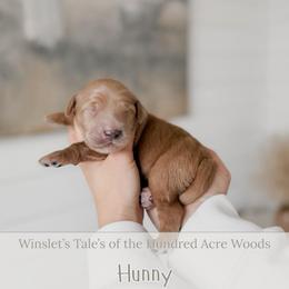 Hunny - Apricot female Goldendoodle puppy in Roanoke Rapids, North Carolina from Sweeter than Honey Doodles