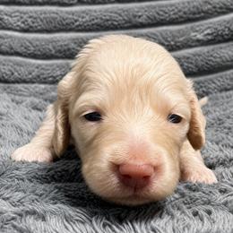Pearl-3250 - Cream female Dachshund puppy in Biloxi, Mississippi from Southern Doxies