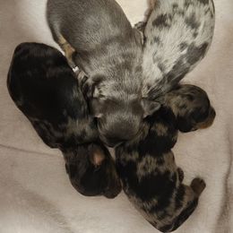 Dachshund Puppies from Airamalonso