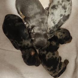 Dachshund Puppies from Airamalonso