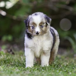 Lamborghini - Blue merle female Miniature American Shepherd puppy in Franklinville, North Carolina from Fine Hill Miniature Americans