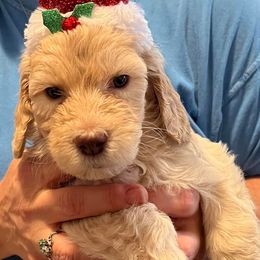 Goldendoodles from Max and Ruby's Goldendoodles