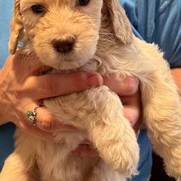 Goldendoodles from Max and Ruby's Goldendoodles