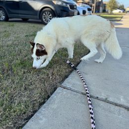 Kimi - Siberian Husky