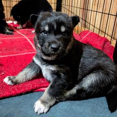 White Girl - Lumi - Black and tan female Lapponian Herder puppy in Prattsburgh, New York from Maalattu Koirankoppi Lapponian Herders