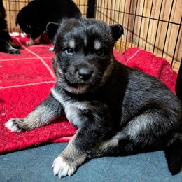White Girl - Lumi - Black and tan female Lapponian Herder puppy in Prattsburgh, New York from Maalattu Koirankoppi Lapponian Herders