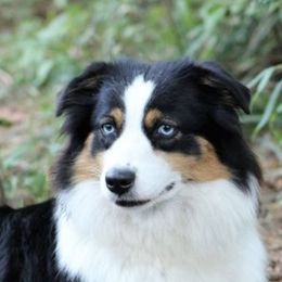 Daisy - Miniature Australian Shepherd