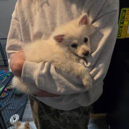 Serenity - White female Pomeranian puppy in Newport News, Virginia from Itty Bitty Poms