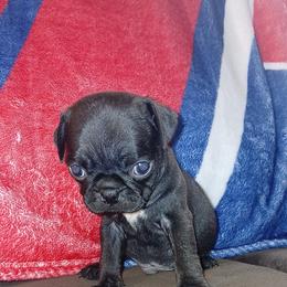 Black-White Boy 2 - Black male Pug puppy in El Mirage, Arizona from Kratos Legacy