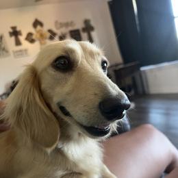 Sky - Cream female Dachshund puppy in Stamford, Texas from West Texas Miniature Dachshunds