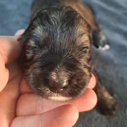 Hope - Chocolate merle female Bernedoodle puppy in Lafayette, Alabama from Williams Lake Doodles