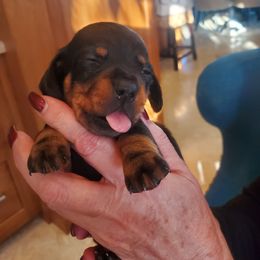 Dachshund Puppies from Lisa's Dachshunds