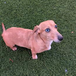Lucy - Dachshund