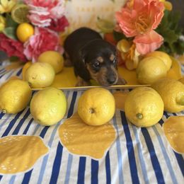 Boy 1 - Black and tan Dachshund puppy in Missoula, Montana from Rocky Mountain Dachshunds