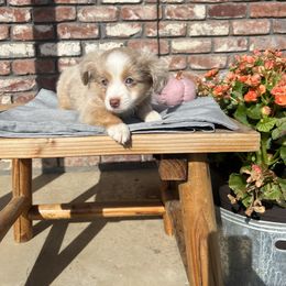 Boy 3 - Toy Australian Shepherd puppy from For the Love of Aussie