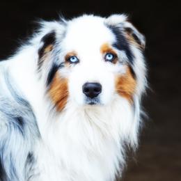 Hawk - Australian Shepherd