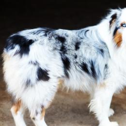Hawk - Australian Shepherd