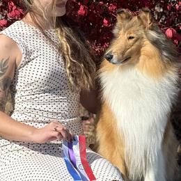 Collies from Edenmore collies