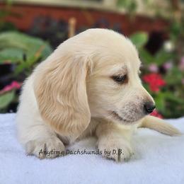 Jax - Red male Dachshund puppy in Ben Wheeler, Texas from Anytime Dachshunds by D.B.