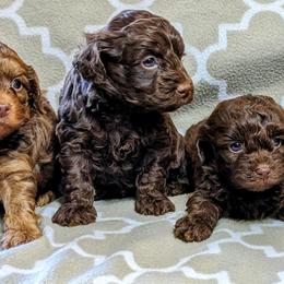 Yorkipoo and Yorkshire Terrier Puppies from Pup Moi Furrever Pets