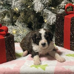 Blitzen - Grizzle and white male Sheepadoodle puppy in Chesapeake, Virginia from Doodle-Cove