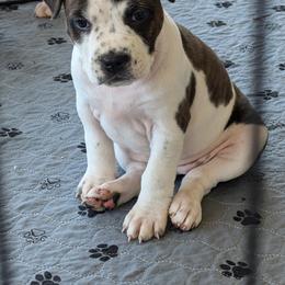 American Staffordshire Terrier Puppies from Buckeye Amstaffs