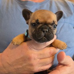 Girl 1 - Fawn female French Bulldog puppy in Solway, Minnesota from PcFrenchies