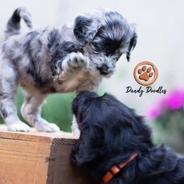 Goldendoodle Puppies from Dandy Doodles
