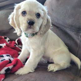 Cocker Spaniel Puppies from Sunshine Cocker Spaniels