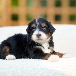 George - Tri-color male Bernedoodle puppy in Spokane, Washington from Lilac City Doodles